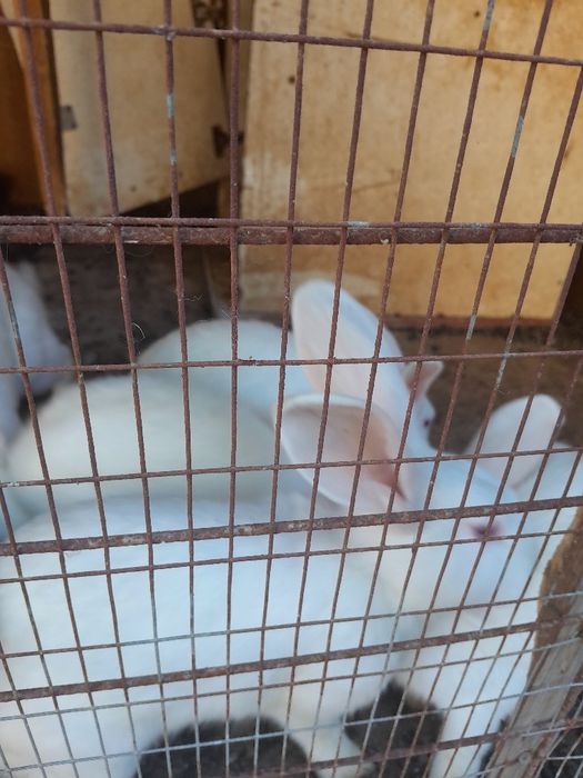 Quyon sotiladi. Продаётся кролик.