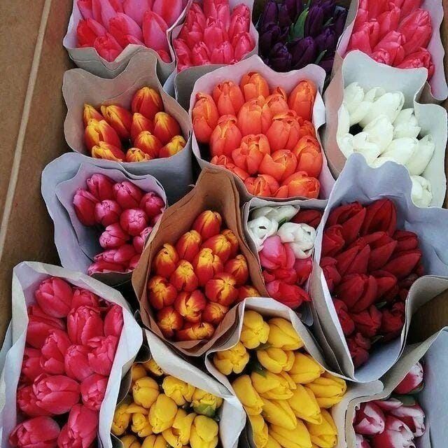 Акция  тюльпаны шок цена по 10тг