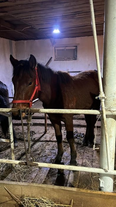 Продам лошадей  таичиков