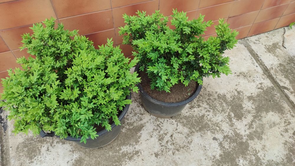 Puieți de  buxus