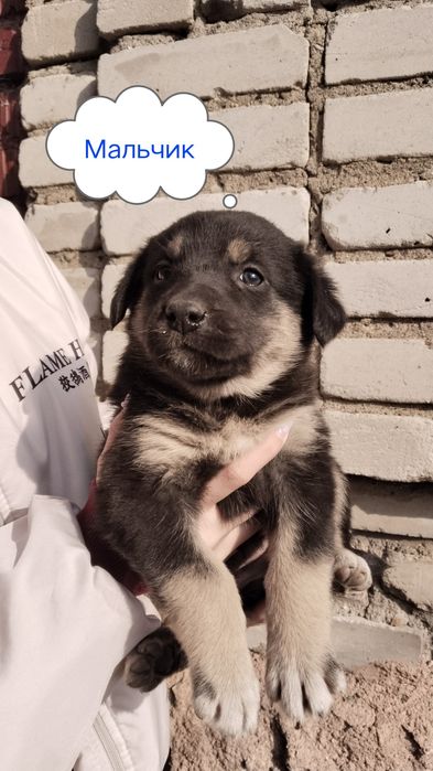 Щенки от крупной собаки