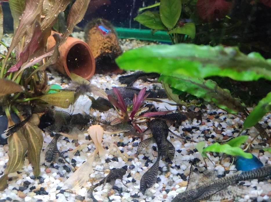 Сомы Анциструсы Вуалехвосты