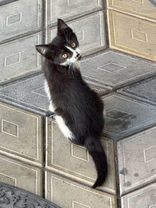 Отдам котят в хорошие руки