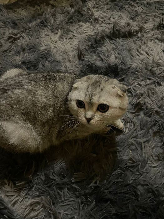 Шотландский вислоухая кошка