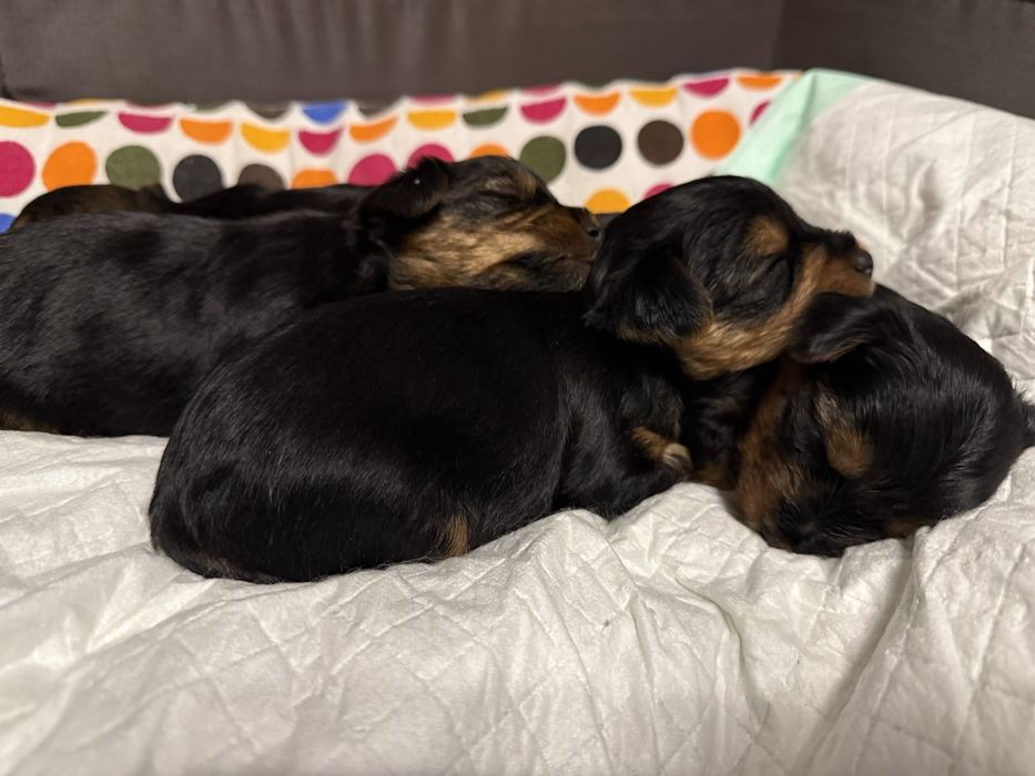 Йоркширски териер (Йорки)