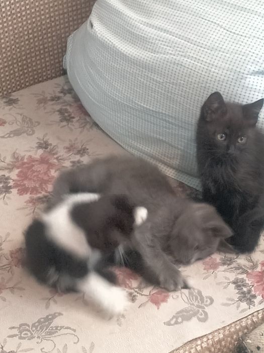 Отдам котят в хорошие руки