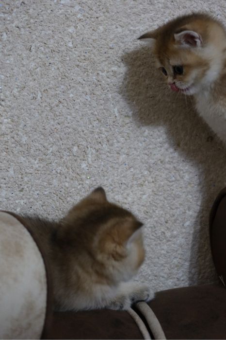 золотые шиншиллы