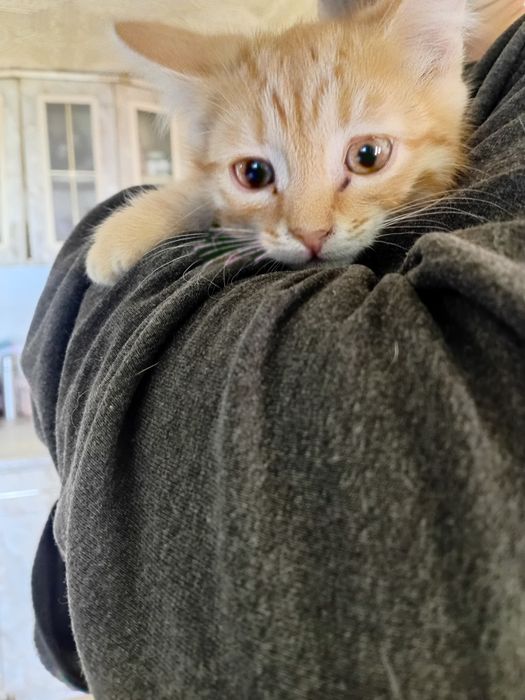 Котики ищут семью