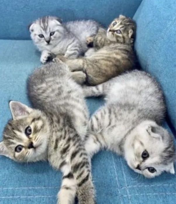 Вислоухие Котятки