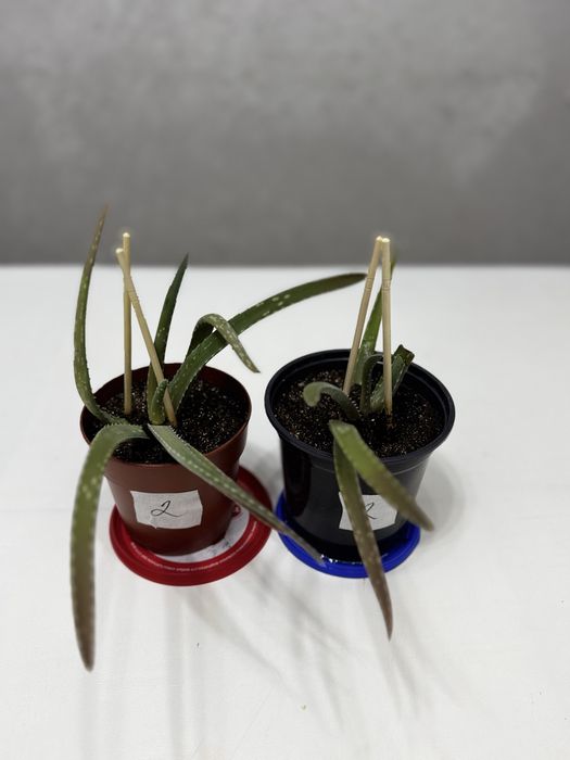 Продам Алоэ вера, от 2000 до 5000 тенге