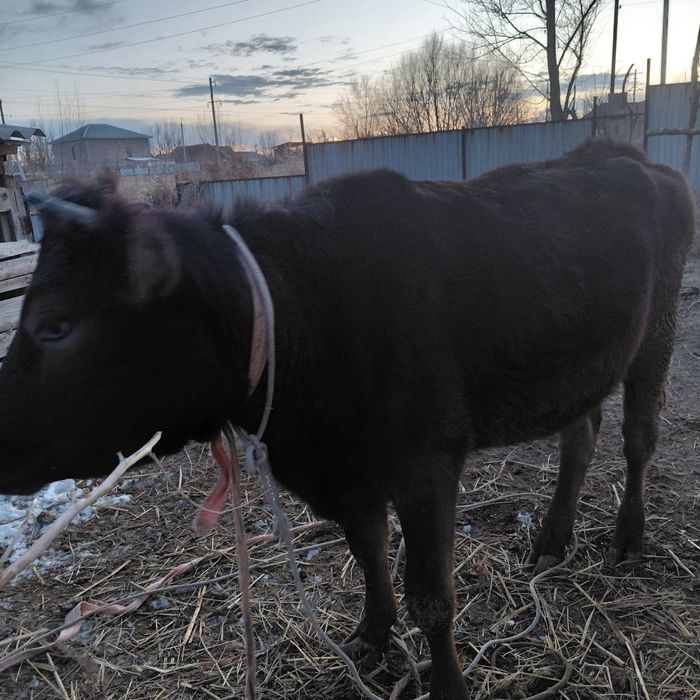 Не стельная тёлка (немка).