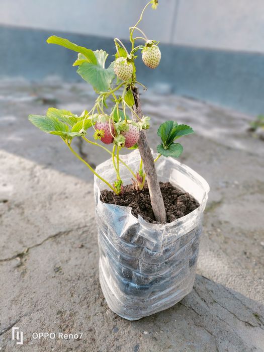 Qulupnoy kucatlari sotiladi