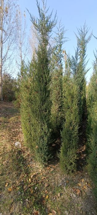 Арча сотилади 3 йиллик. буйи 1 метрдан 3 метргача