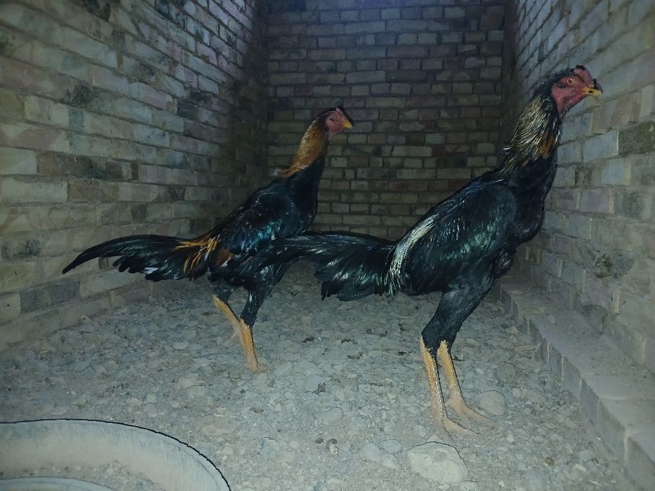 О шамо қораздары сатылады