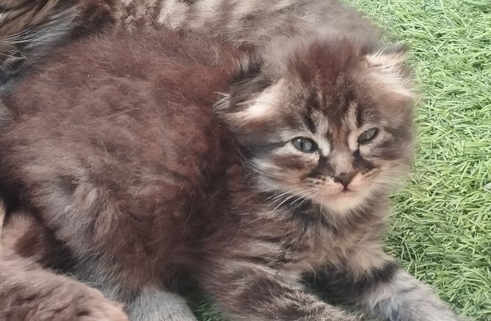 Продам котенков. Мальчик и девочка вислоухие порода