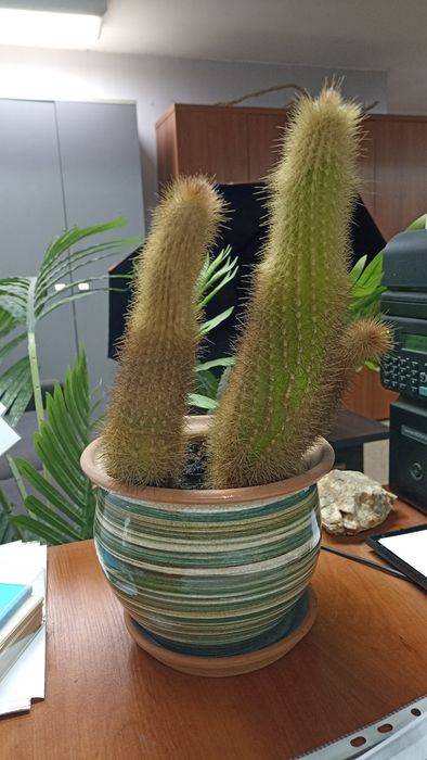 Продам домашний кактус