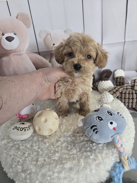 Пудел тийкъп ,Малтипу /Maltipoo