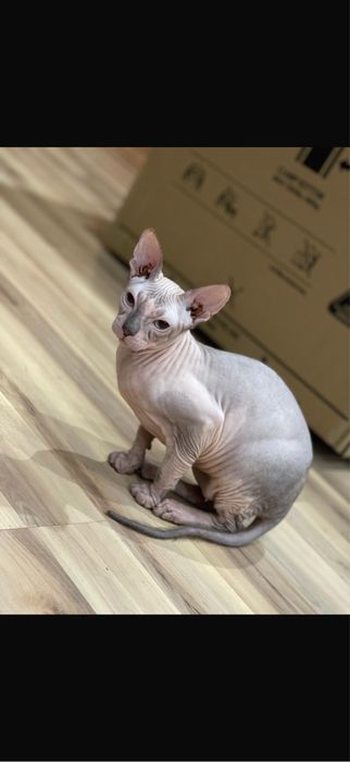 Отдам кота,3 годика.