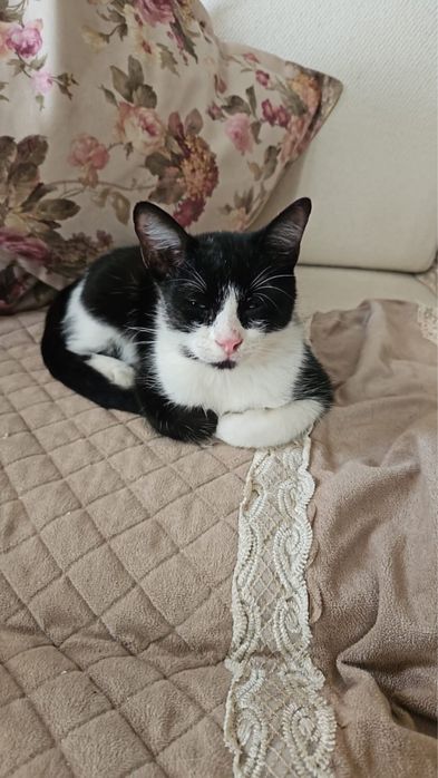 Котик в Добрые руки