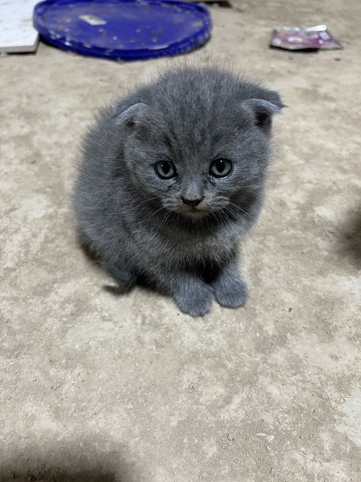 Scottish fold mushukcha
