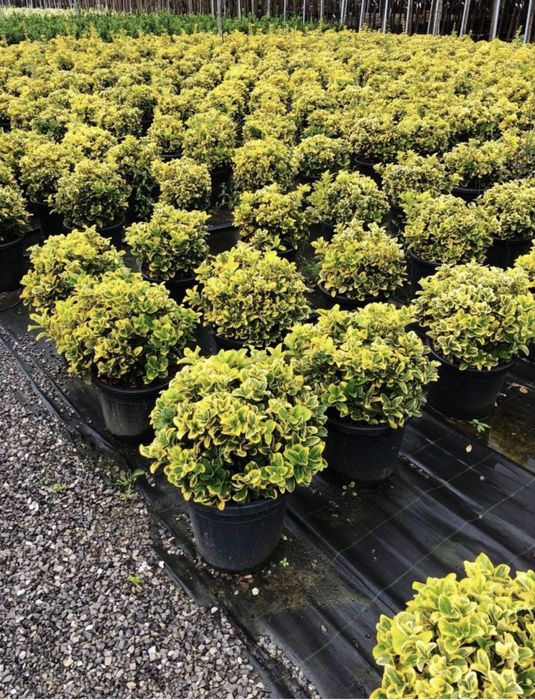 Tuia leylandii gazon rulou super oferta