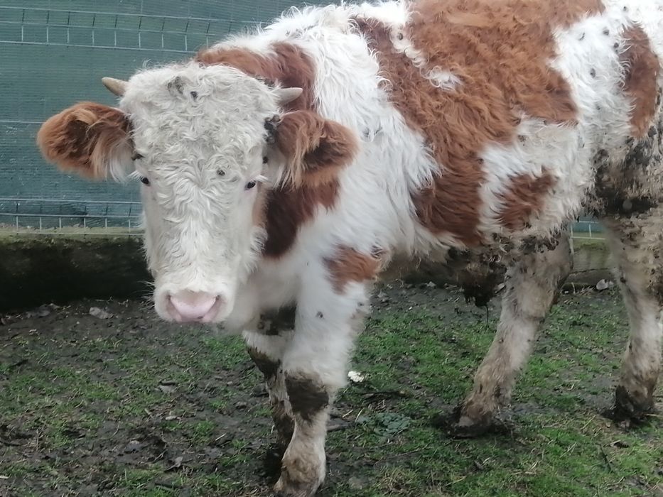 Vând sau schimb taurasi