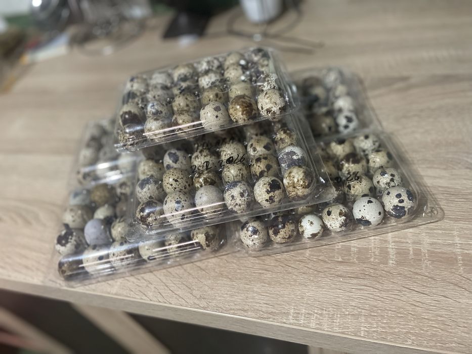 Vand oua de prepelita