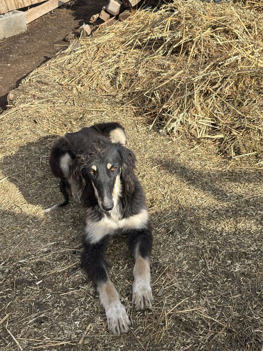 Тайған 1 жасар.