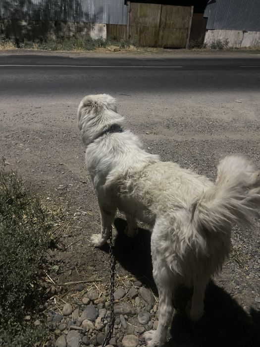 төбет сатылады срочно