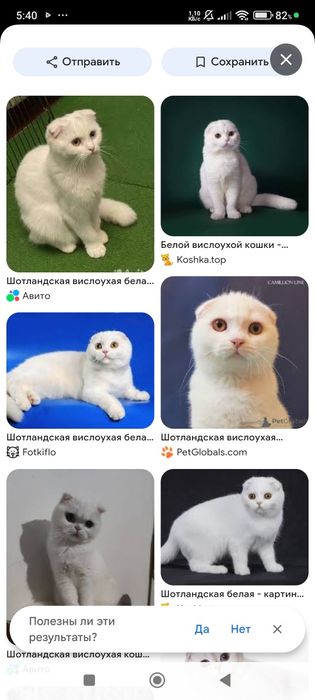 шотландская вислоухая кошка (скоттиш-фолд).