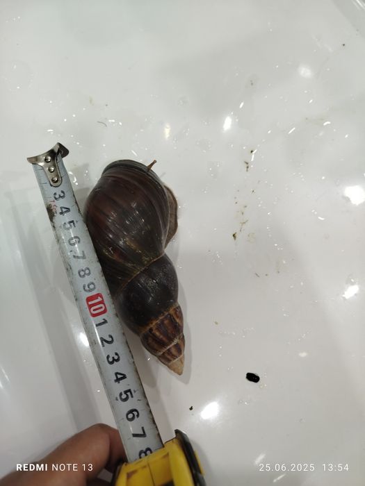 Продам улиток ахатины