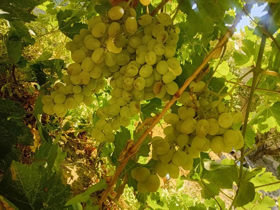 Продам виноград. Сладкий