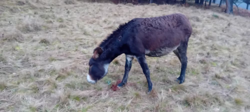 Magarita magari magar