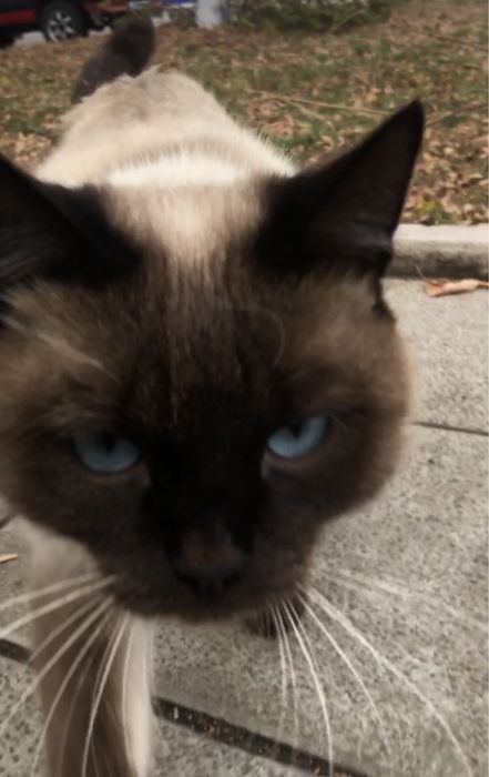Сиамский Кот Ласковый Домашний