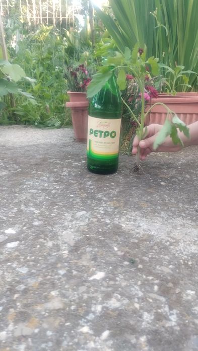 Разсад домати безколови Рио Гранде