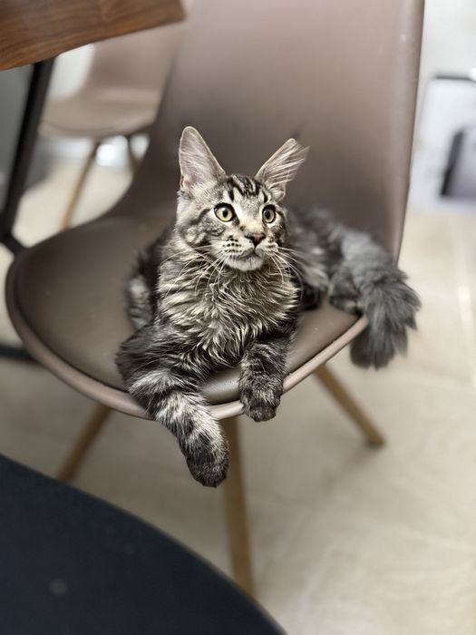 Мейнкун кот молодой