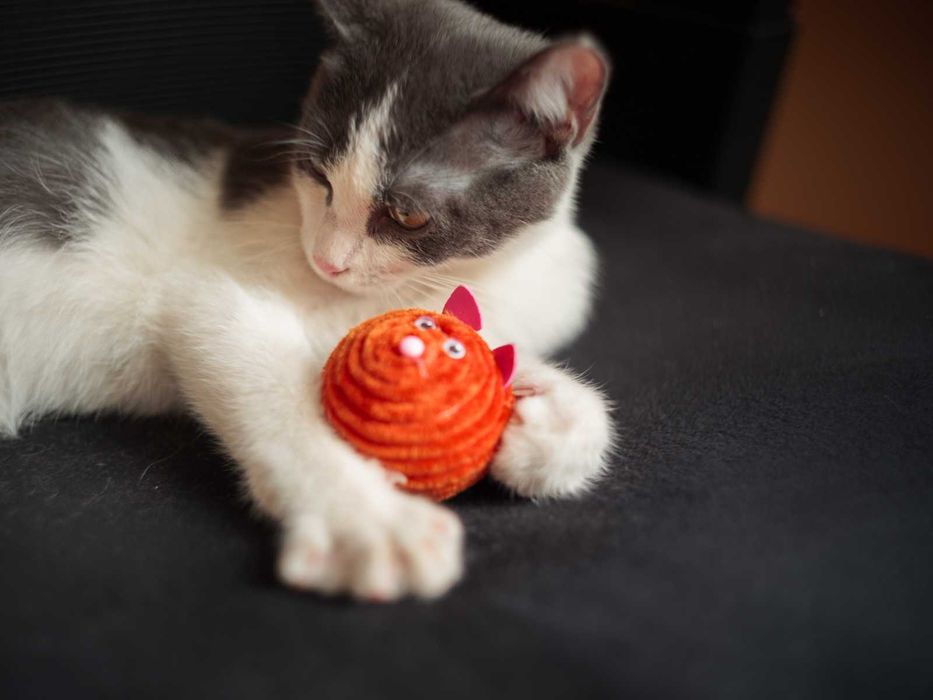 Котёнок Бруно, мальчик 4 месяца