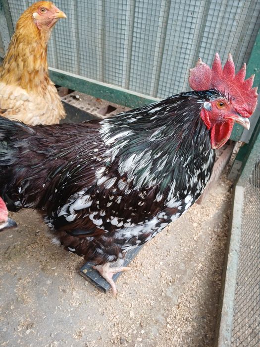 Sussex porțelan de vînzare