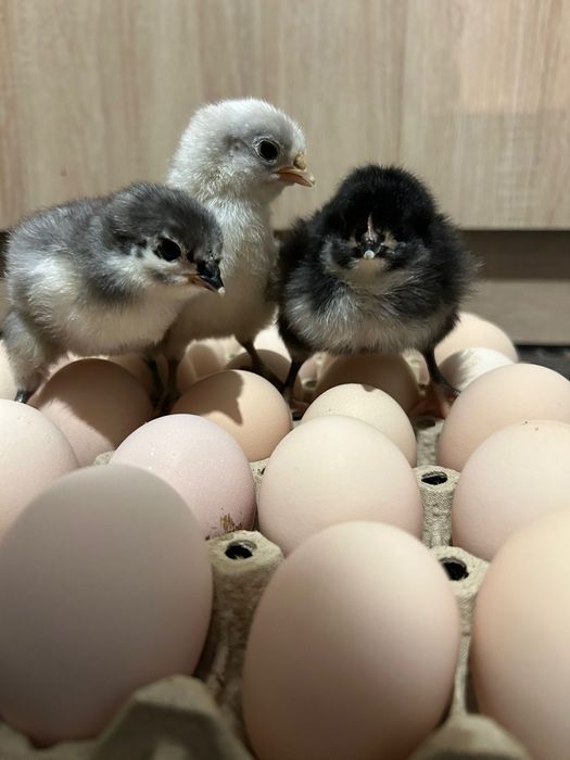 Pui din rasa Sebright / Australorp