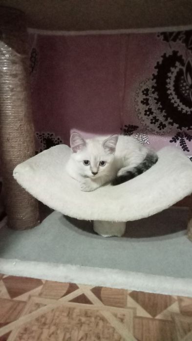 Отдам котят в надёжные добрые руки.