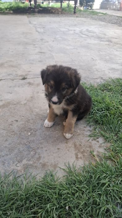 Ovcharka bolalari sotiladi