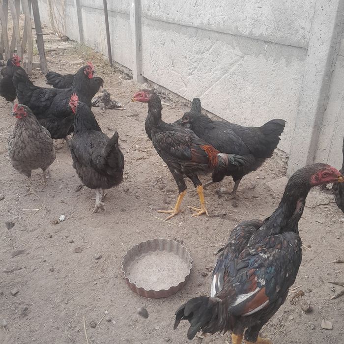 Продам бойцовский цыплят