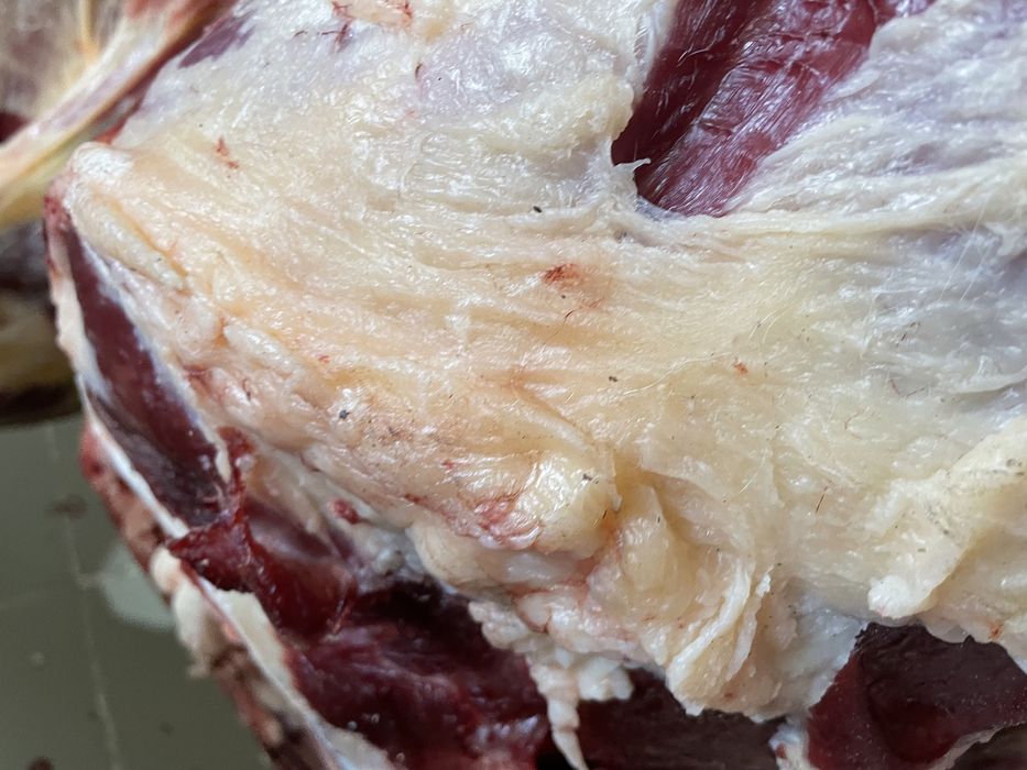 Семіз Қашар Еті “Қостанай-Рудный”