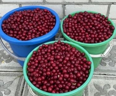 Продам вишню 8000