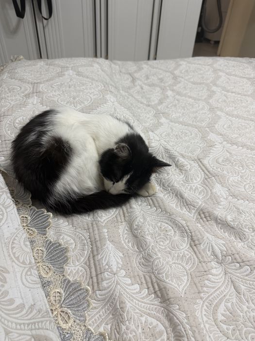 Отдам кота , бесплатно !