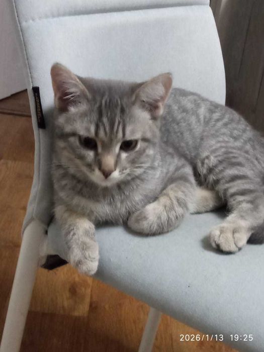 Котёнок, мальчик, 4 мес , мышелов