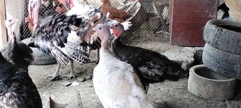 Индюки самцы и самки (1год)