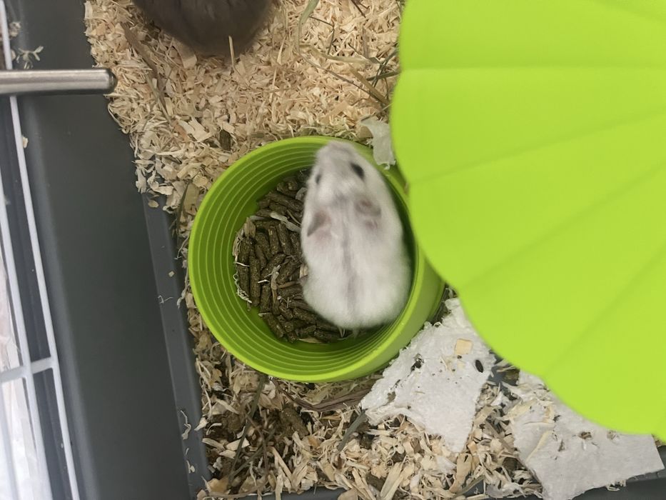 vand hamsteri,4 albi unul gri