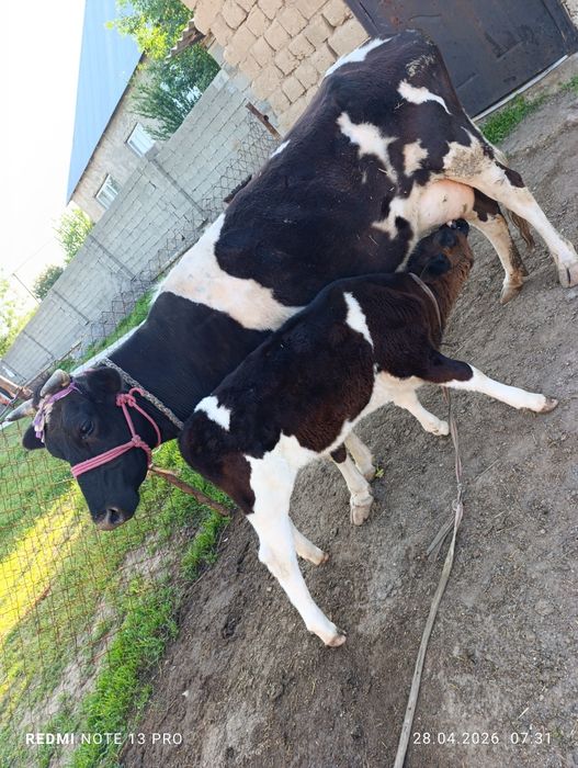 Сүтті сиыр сатылады