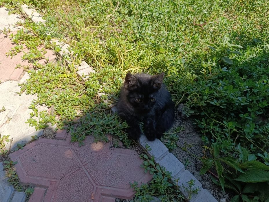 Котята мальчики от крысоловки